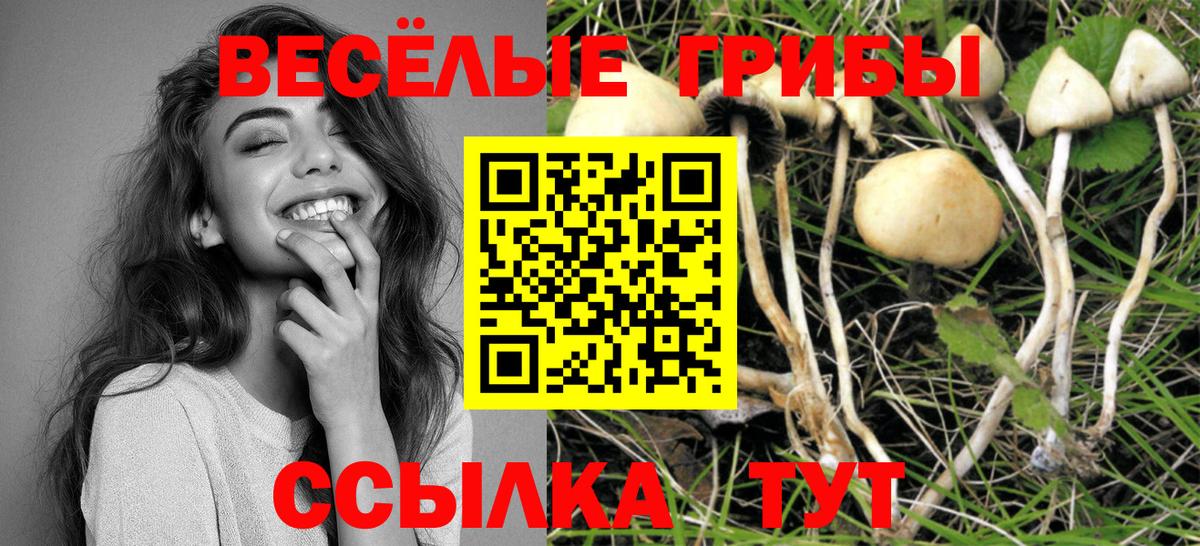 Галлюциногенные грибы Psilocybine cubensis Видное